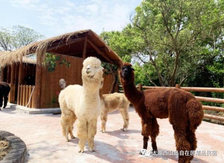 苏州东山岛旅游攻略住宿,苏州西山岛旅游攻略自由行