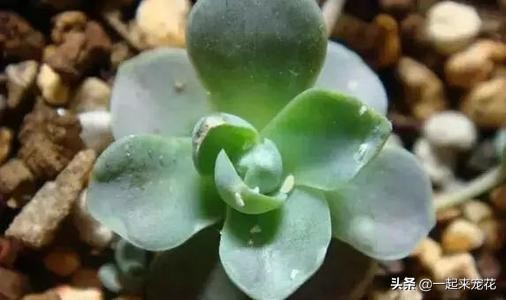 多肉长小黑虫用什么药,多肉长小白虫倒点碘伏行吗