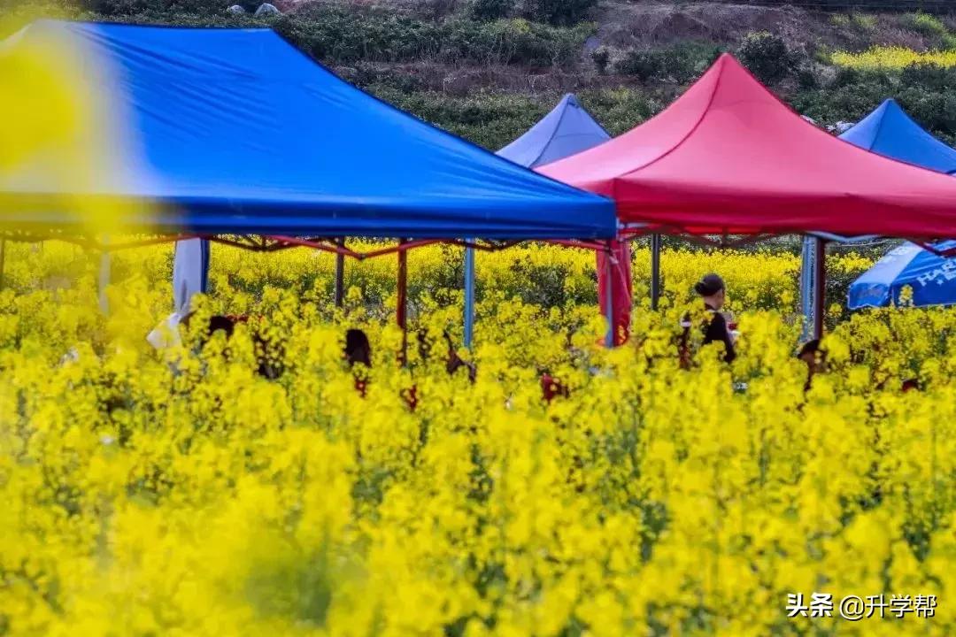 成都看花玩水,成都春游看花