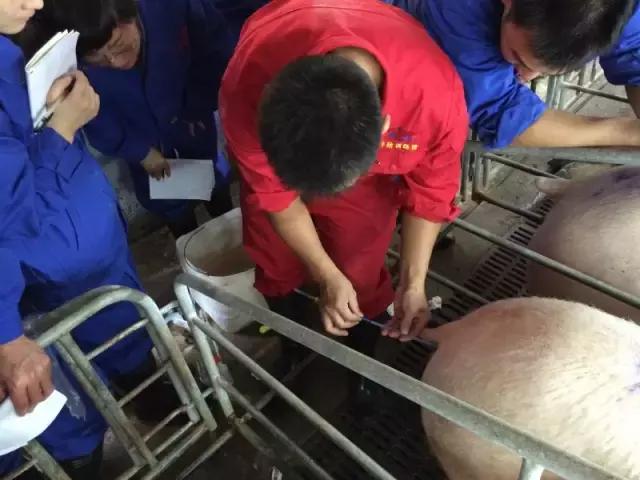 输精法的技术要点和注意事项,深部输精的正确操作