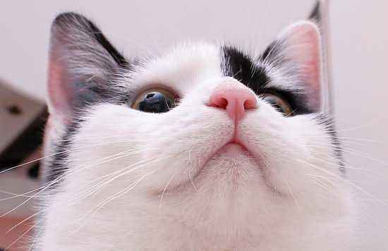 刚买的猫咪就得了猫瘟,每天花费1000?如何选择健康猫咪?