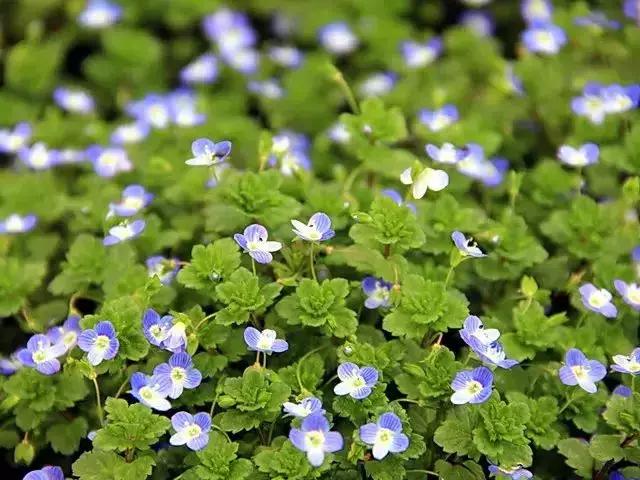 身边常见花卉识别,身边常见的树有哪些