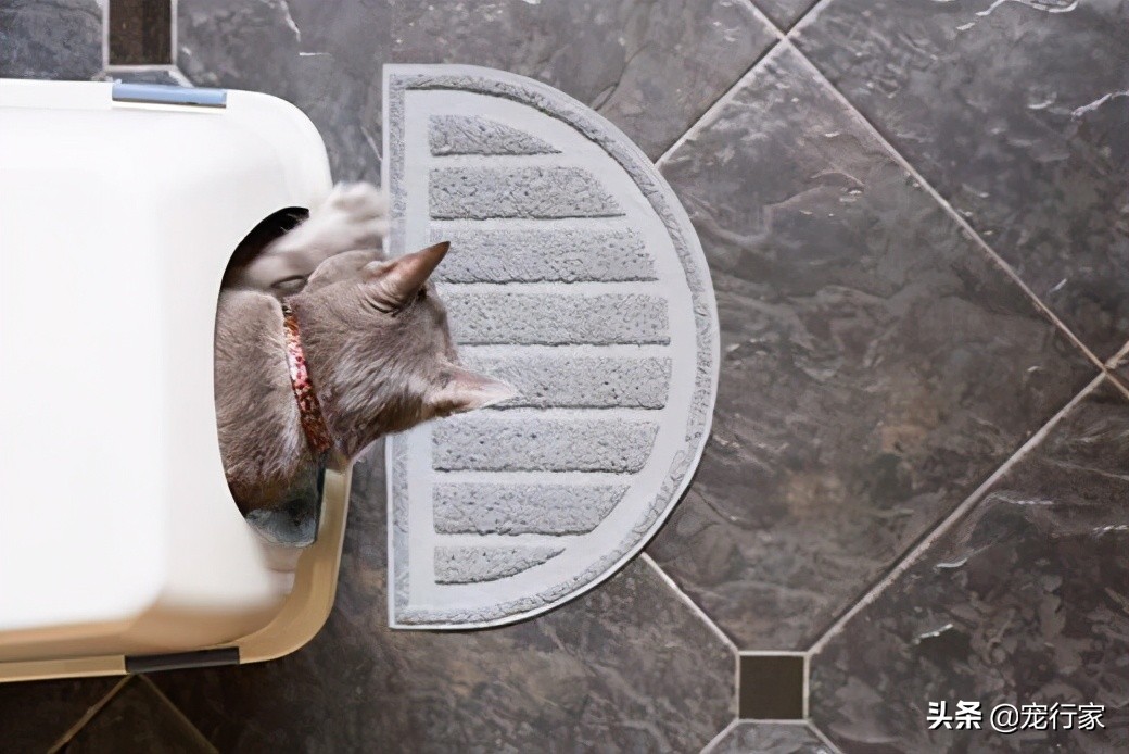 猫咪乱尿还特别粘人,猫咪乱尿是不喜欢有香味的猫砂吗