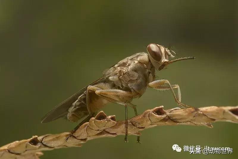 昏睡病能治吗,昏睡跟嗜睡