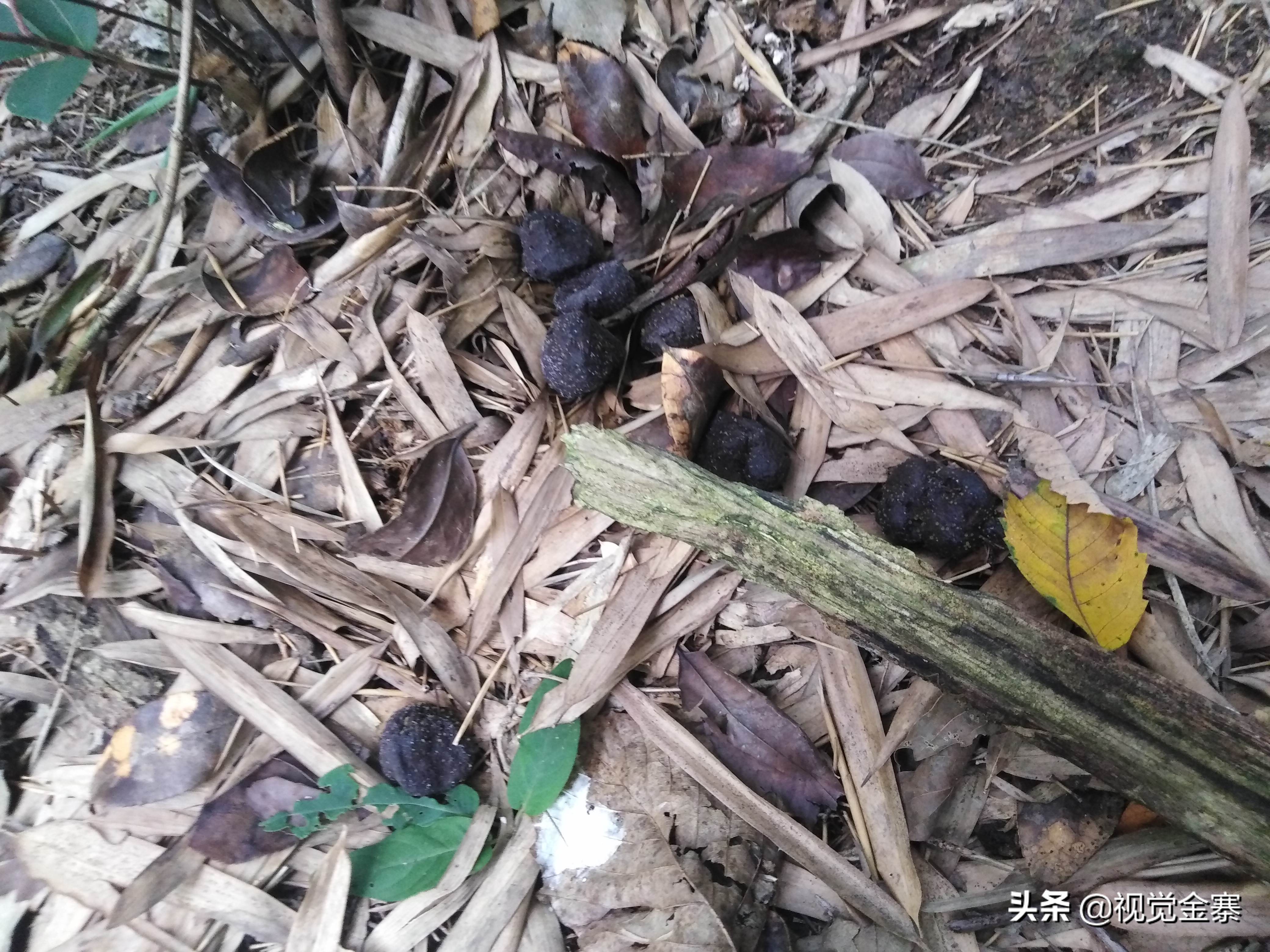 大别山稀有灵芝,大别山野生灵芝