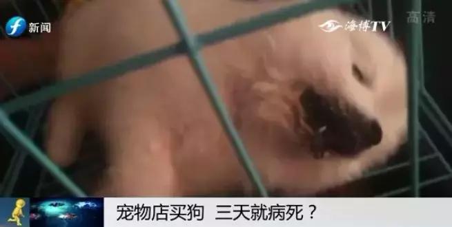 宠物狗买回来过几天病死怎么维权,厦门宠物店