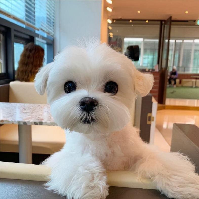 比熊犬好养活吗知乎,比熊犬好饲养吗知乎