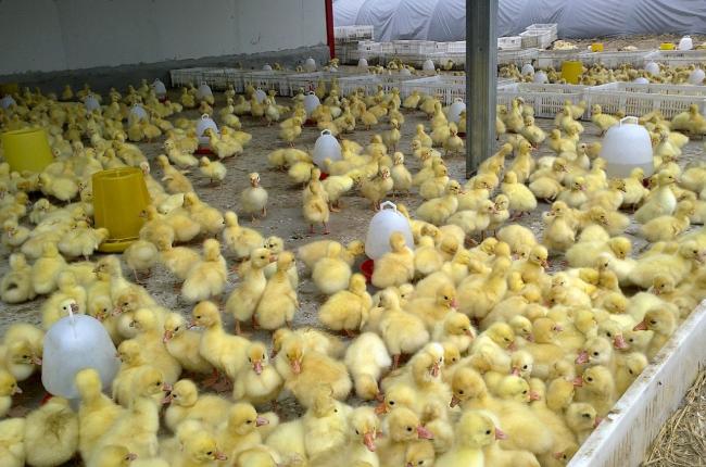 养鹅场一年能赚多少钱,养鹅场一年赚多少钱