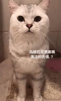 猫咪拉肚子是什么原因引起的呢,两个月的猫咪呕吐拉肚子什么原因