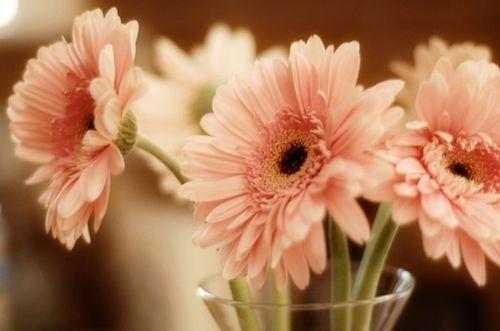 深夜人生感悟的句子说说心情图片,花开时与花落时的心情与人生感悟