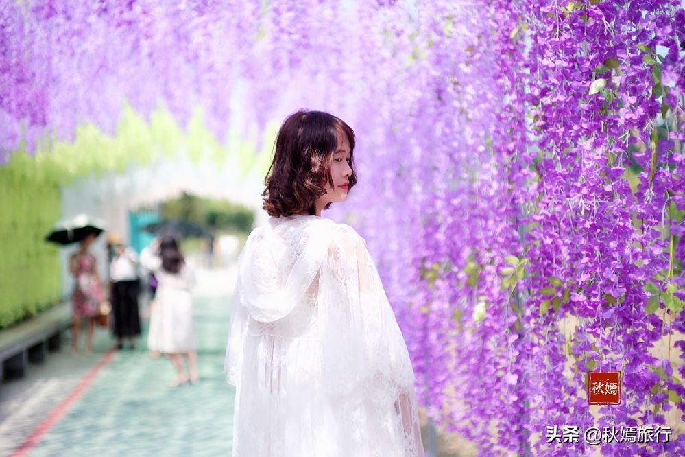 常熟粉黛花海景点,常熟市油菜花田