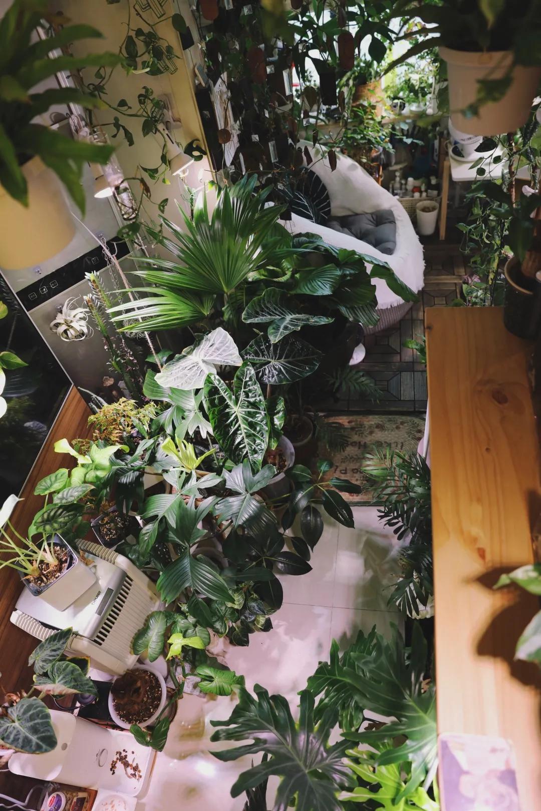 没花园怎么种花？从东北到广东，4位大神在室内种出植物园，绝美