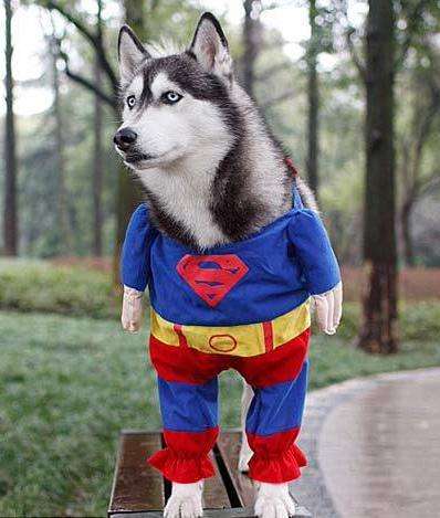 3分钟教你了解狗狗的性格,怎么告诉狗狗多喝水