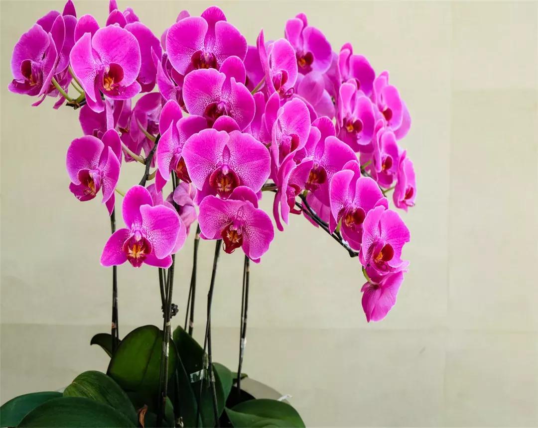 养花也要经历九九八十一难,养花的苦恼有哪些