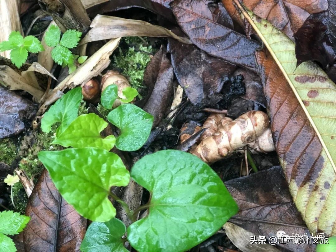 赣州亚马逊电商平台概念,赣州有亚马逊吗
