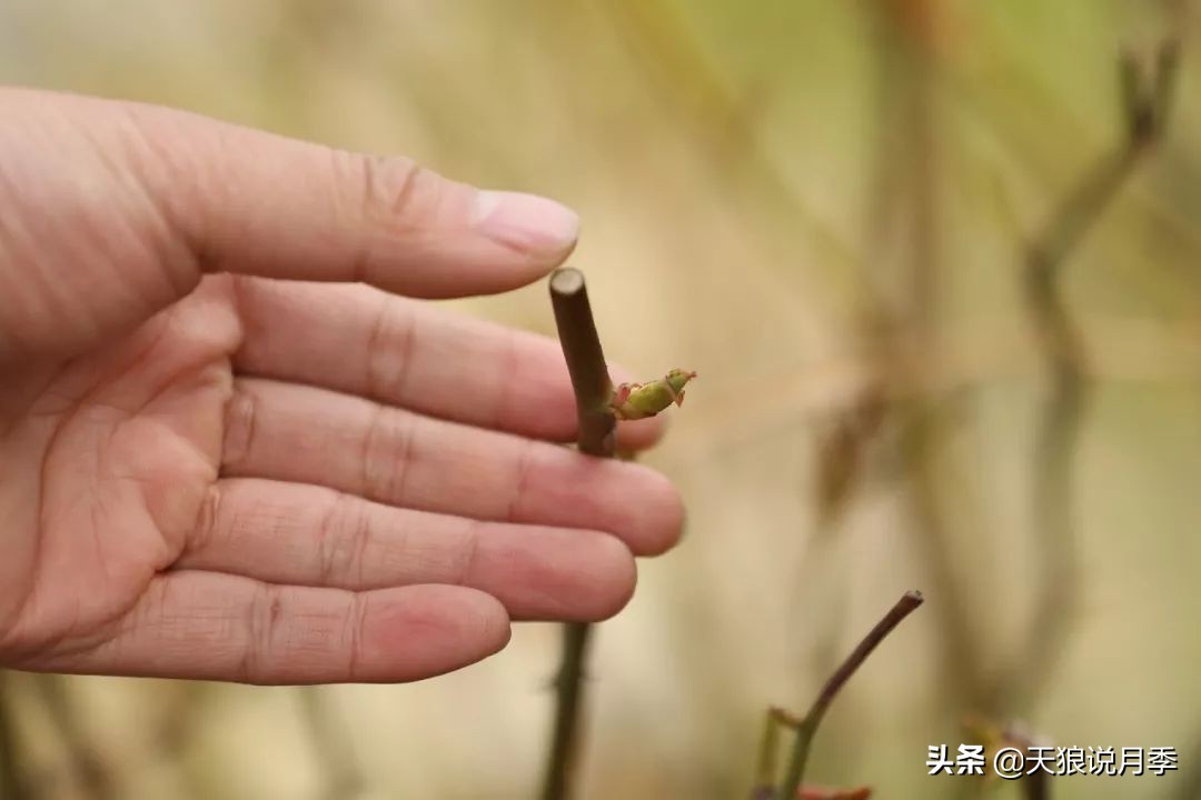 月季枝干从顶端开始枯萎,枝条由上向下发黑枯萎