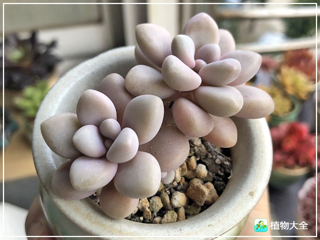 多肉植物艾伦视频,多肉植物艾伦价位