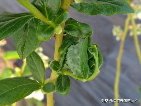 蓝莓常见虫害,蓝莓虫害及防治措施怎么写