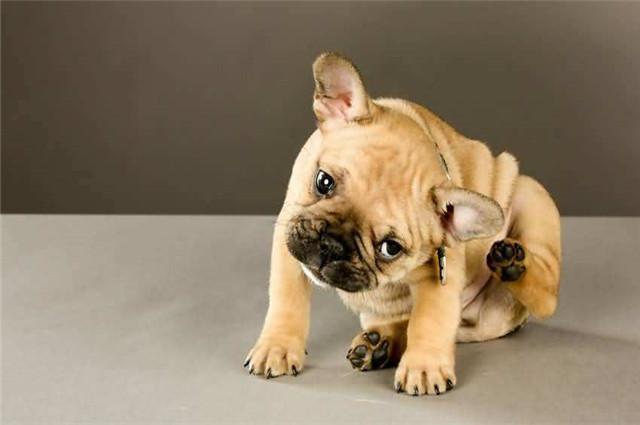 狗狗洗澡可以用人的洗发膏吗,给狗狗洗澡用洗发膏还是沐浴露好