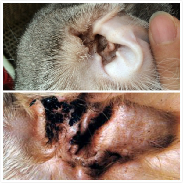 猫耳螨是什么？如何治疗？用什么药？