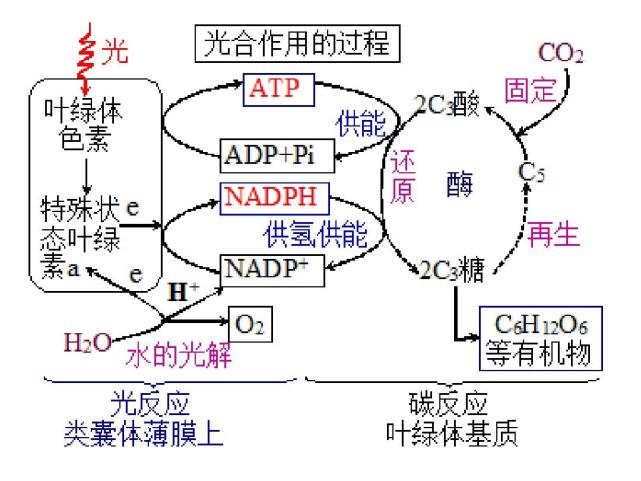 人工合成淀粉能拿诺贝尔奖吗,中国科学家突破人工合成淀粉技术