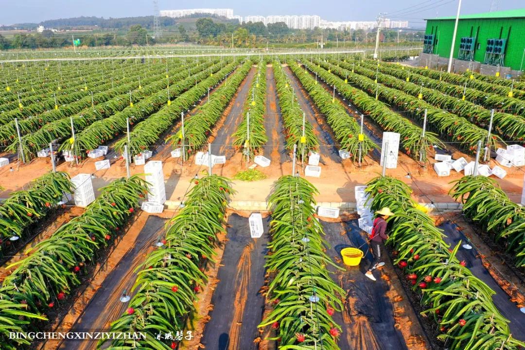 附近的火龙果采摘园海南,海南火龙果采摘