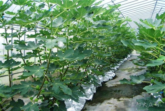无花果种植技术和管理方法,无花果种植技术和管理