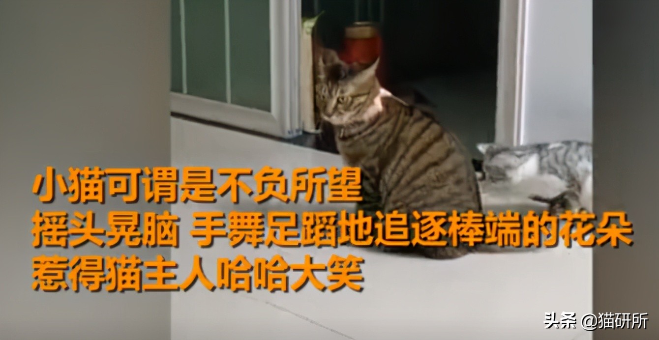 猫咪项圈对猫咪有危害吗,猫项圈给猫咪带来的危害