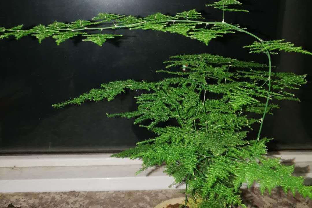 文竹适合矮盆还是高盆栽种,文竹如何养得又矮又密