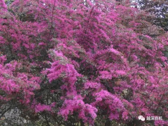 中国各大城市市花介绍,全国56市市花太美了的视频