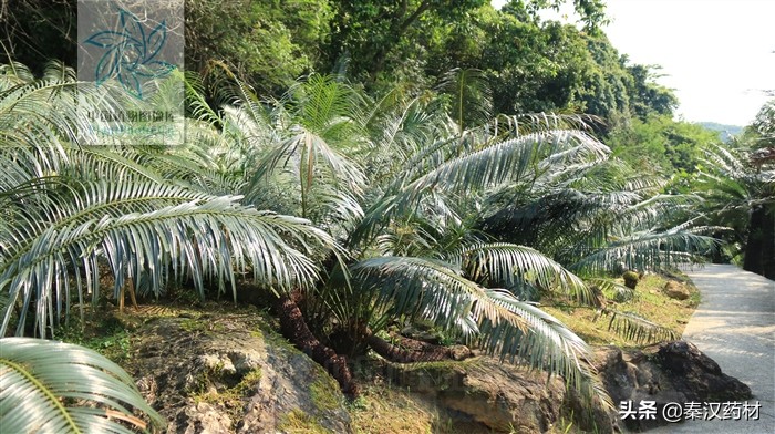 植物界的大熊猫生长在宝华山,植物界的大熊猫是指