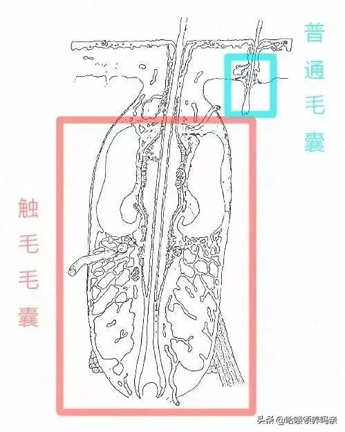 猫咪是一种特殊的液体你知道吗,猫咪为什么是液体形成的