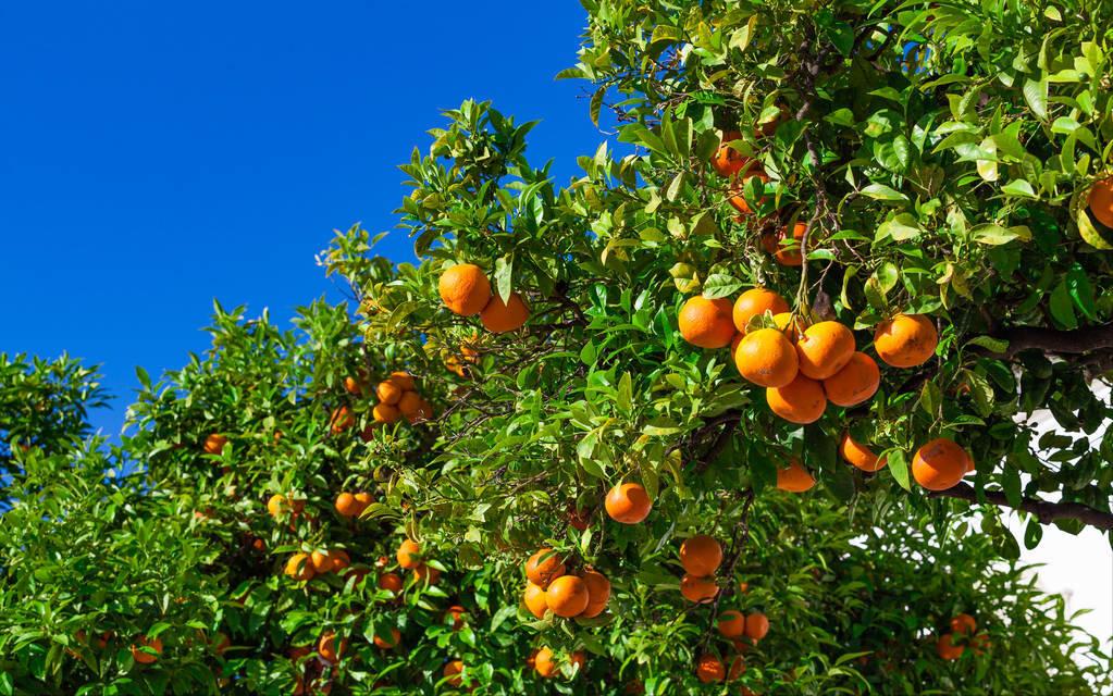 浙江高山甜桔柚,浙江绿色甜桔柚