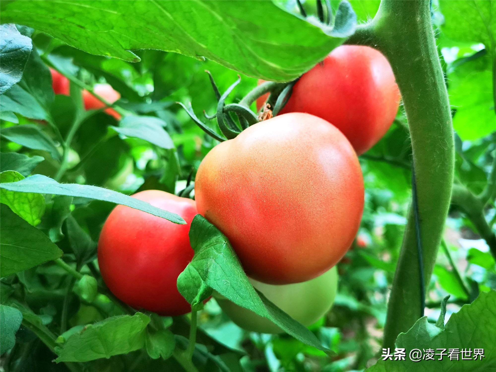 鐭冲搴勬収鐏簞鍥ソ鐜╁悧鍊煎緱鍘诲悧,鐭冲搴勬収鐏簞鍥檮杩戦噰鎽樺洯