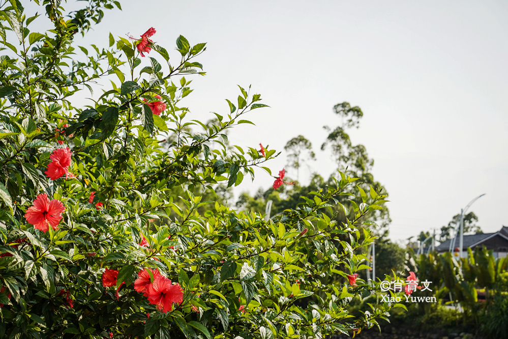 袁隆平五彩田园,广西五彩田园现代农业园区