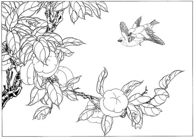 工笔花鸟白描步骤图,牡丹六尺横幅白描工笔花鸟底稿