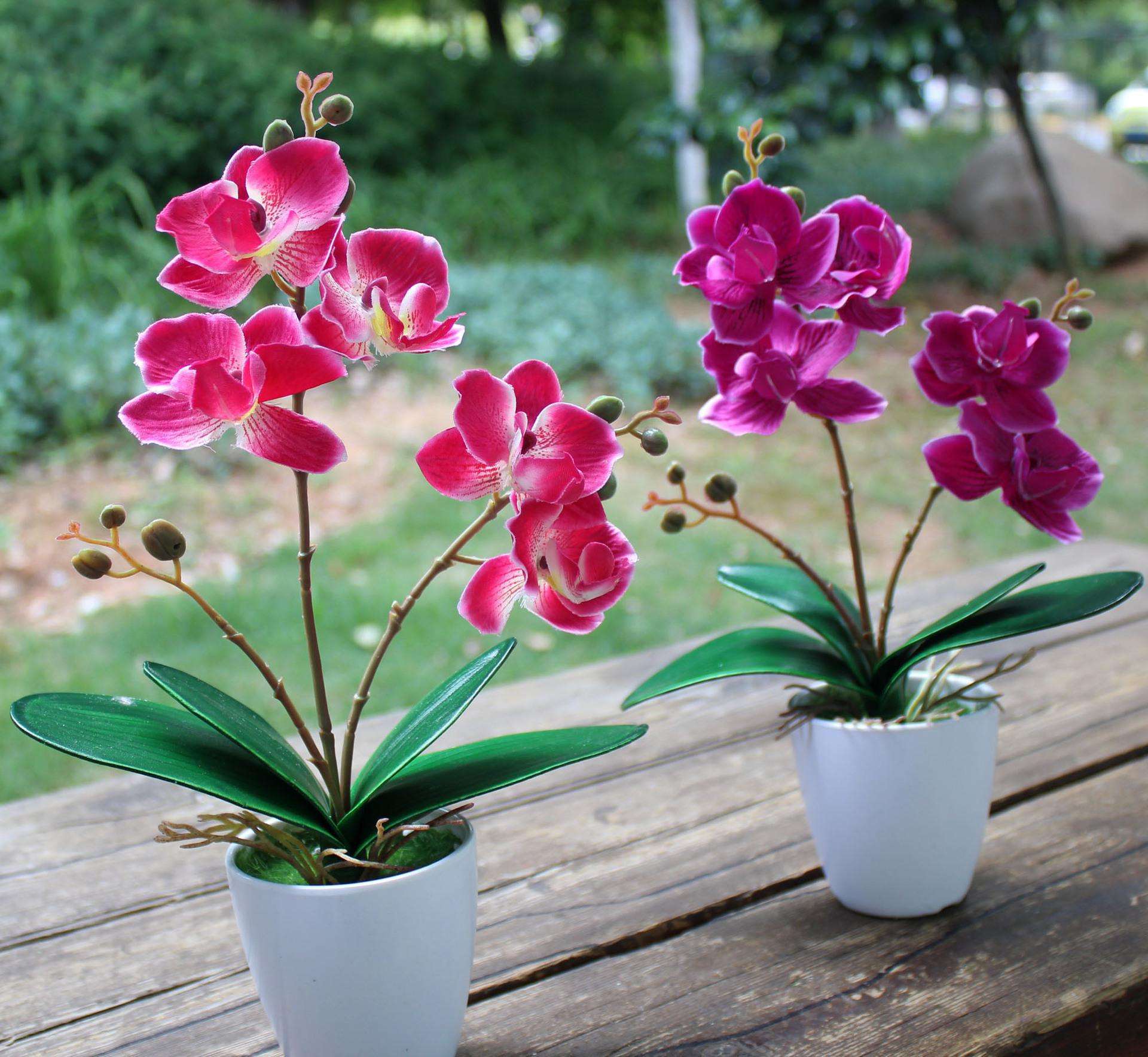 蝴蝶兰不用水苔只用石头,新手入门蝴蝶兰买了二十多盆了