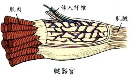 科学有效的拉伸运动,科学拉伸肌肉腿的动作