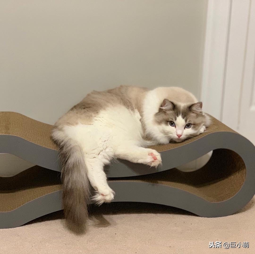 猫咪很冷如何给猫咪正确取暖,猫怕热还是怕冷怎样养猫好