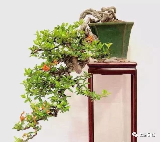 有哪些经典盆景树种,最值得收藏的六种盆景树种是哪些