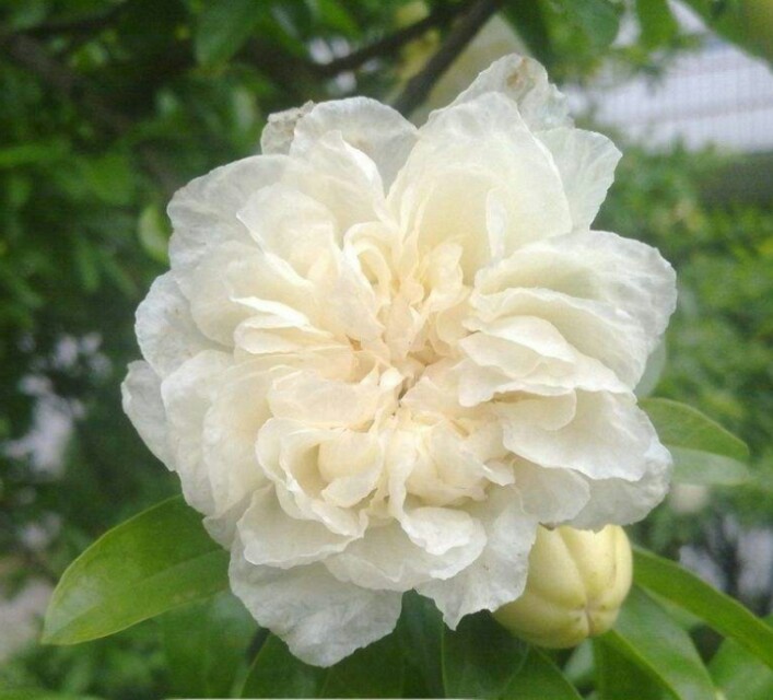 盆栽石榴树什么品种是甜的,石榴树带果实能用水培繁殖