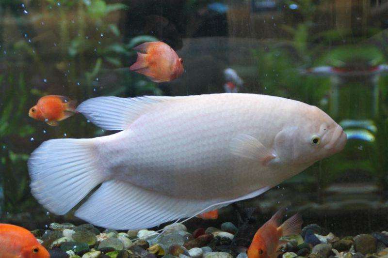 养观赏鱼小知识大全,养观赏鱼知识大全