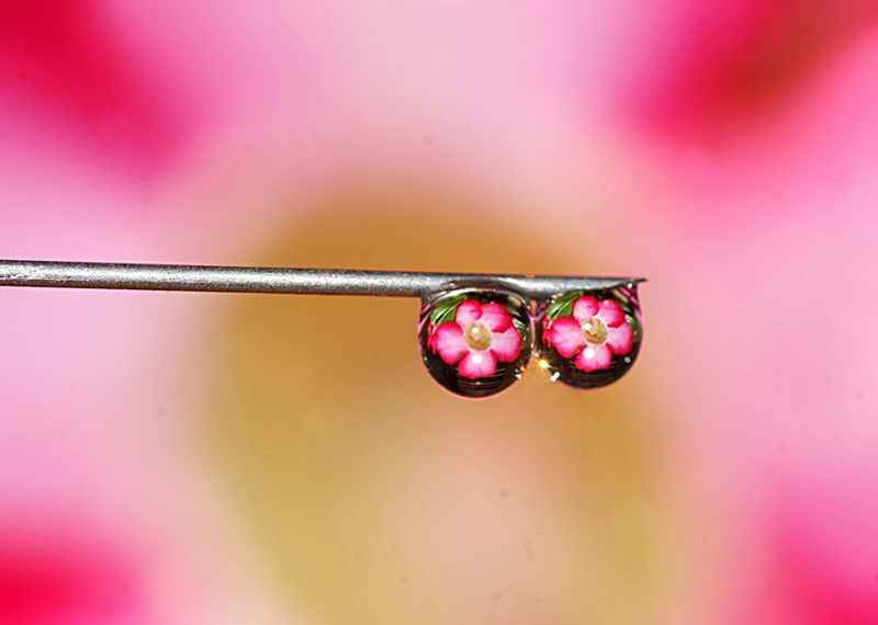 拍摄水滴花技巧,水珠花微距拍摄技巧