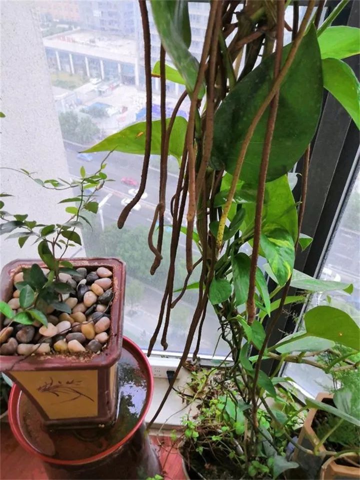 缁胯悵闀垮緱鏋濈箒鍙惰寕,浜哄鍏荤殑缁胯悵鏋濈箒鍙惰寕