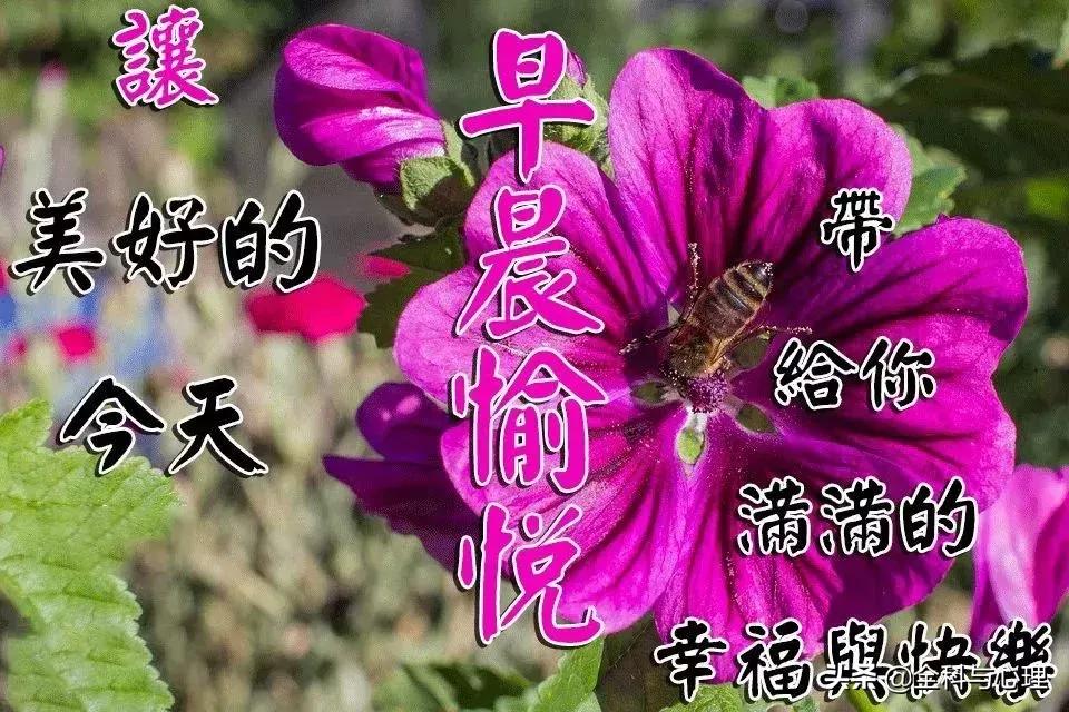 微信早上好祝福图片大全集,微信早上好最漂亮带字问候语图片