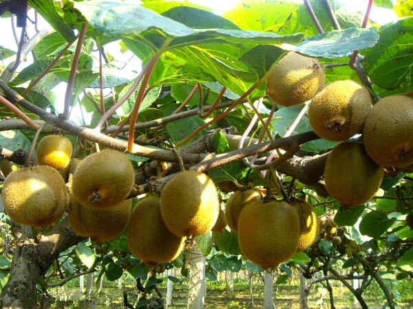 眉县猕猴桃电商2016年,眉县猕猴桃电商刘超