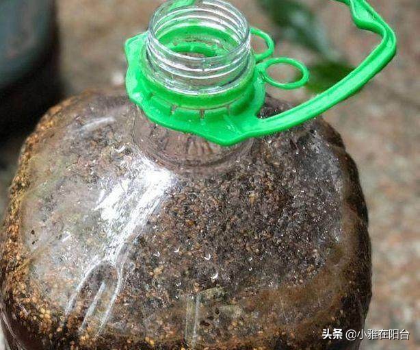 茉莉对肥水的要求,给茉莉上肥多久一次