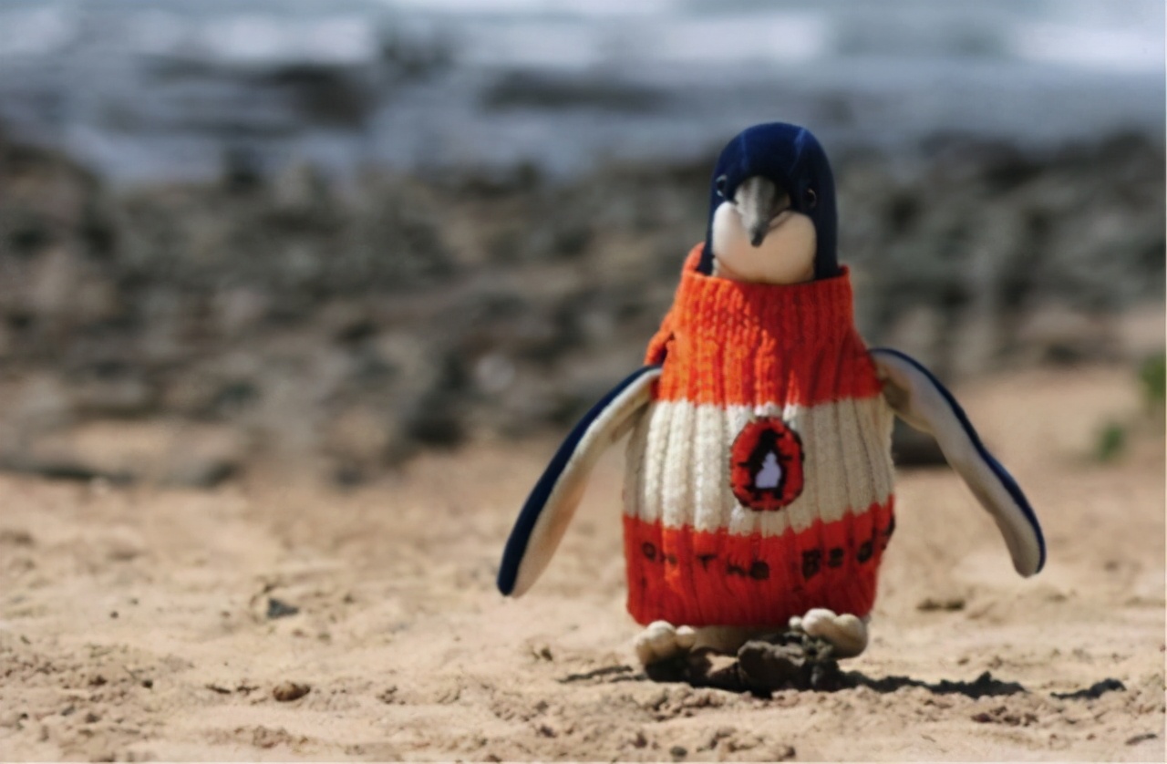 澳大利亚值得孩子去的旅游,春节去澳大利亚旅游