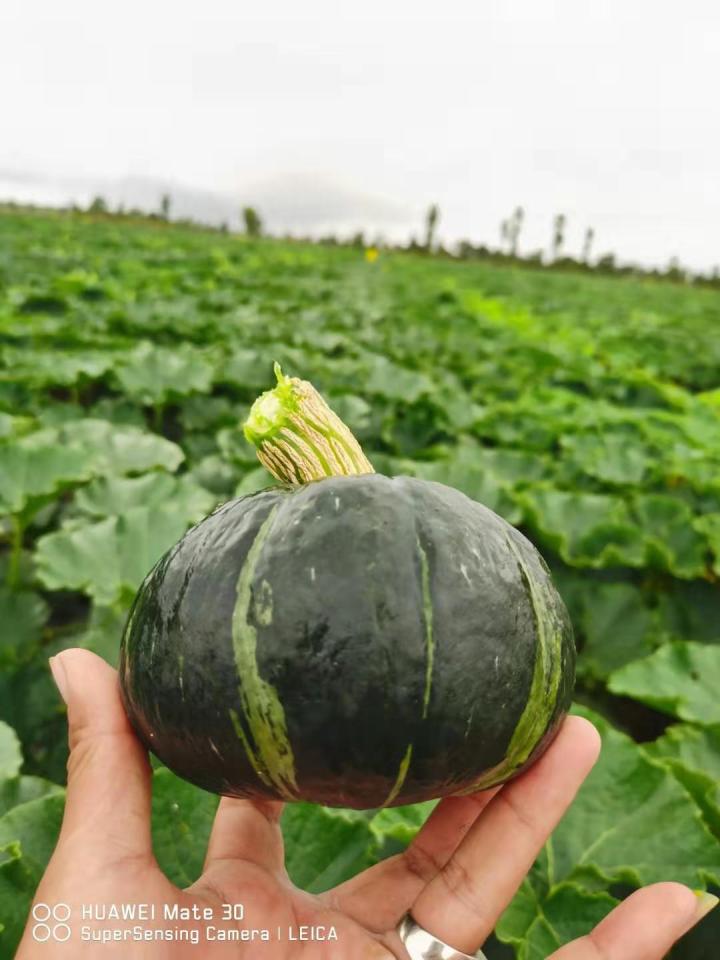 进口贝贝南瓜和国产贝贝的区别,贝贝南瓜的鉴定方法