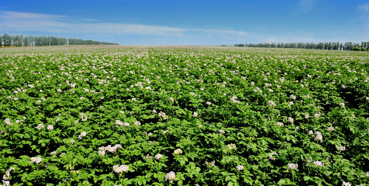 马铃薯全国病害趋势,中国马铃薯三大生产地